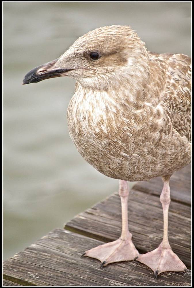 American Herring Gull by hsuyo is licensed under CC BY-NC-ND 2.0